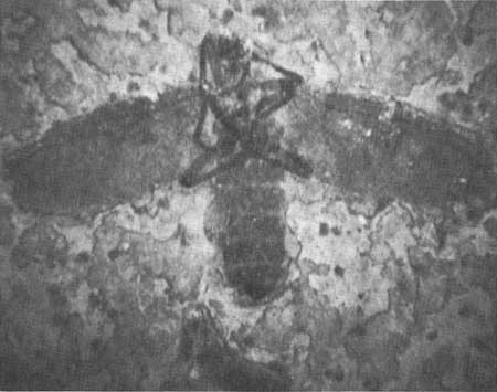 fossil horse fly