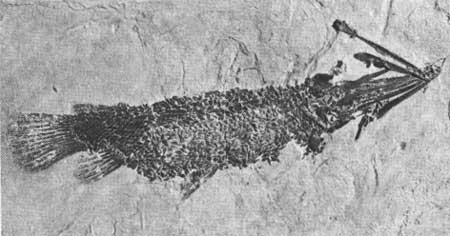 fossil gar