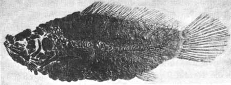 fossil bowfin