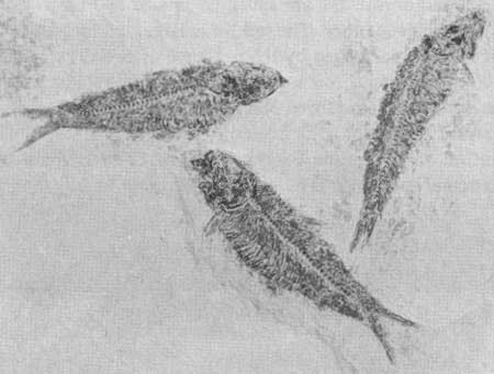 fossil herring