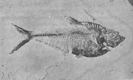 fossil herring