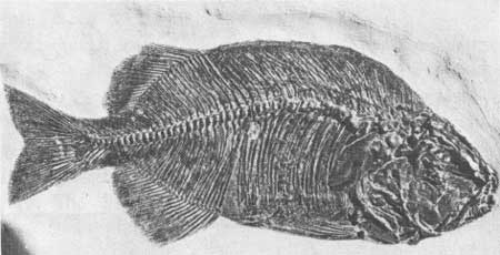 fossil Phareodus