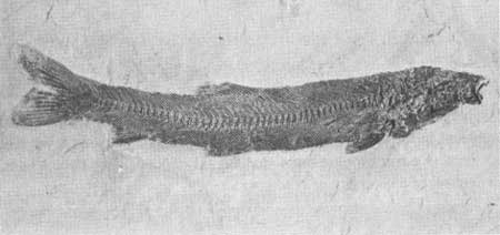 fossil Netogoneus