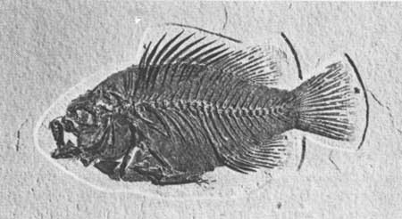 fossil Priscarcara