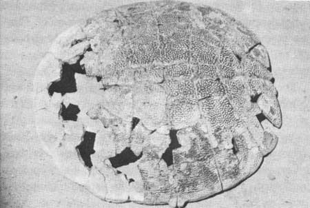 fossil turtle
