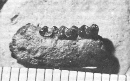 jaw of Haplomylus