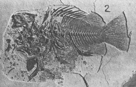 fossil Priscacara