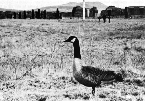 canada goose