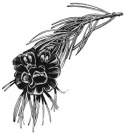 pine cone