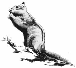 ground squirrel