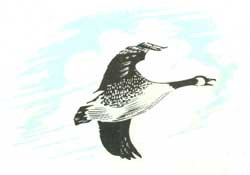 Canada goose