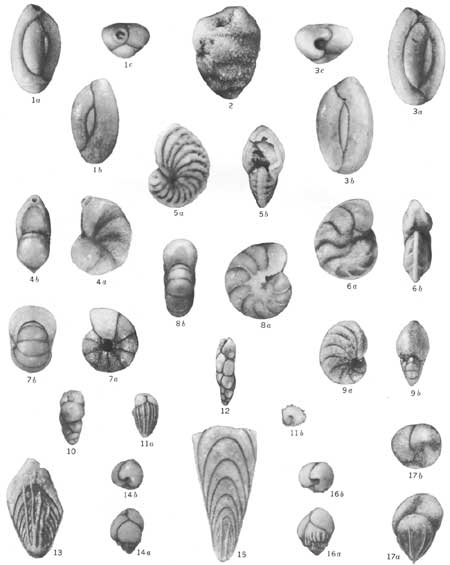 foraminifera