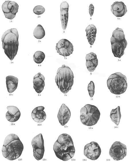 foraminifera