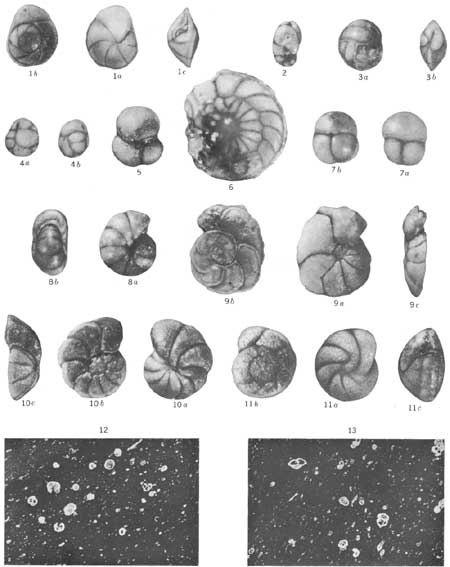 foraminifera