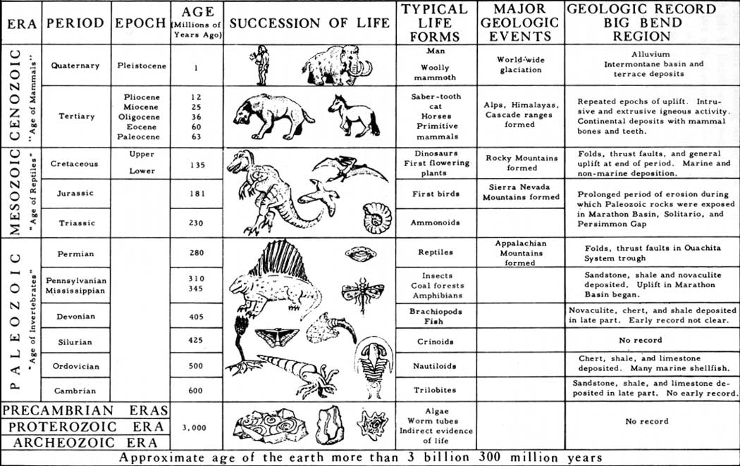 Развитие жизни по эрам и периодам таблица. Геохронологическая таблица Эволюция растений. Геохронологическая таблица эволюции животных.