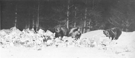 bears feeding on garbage