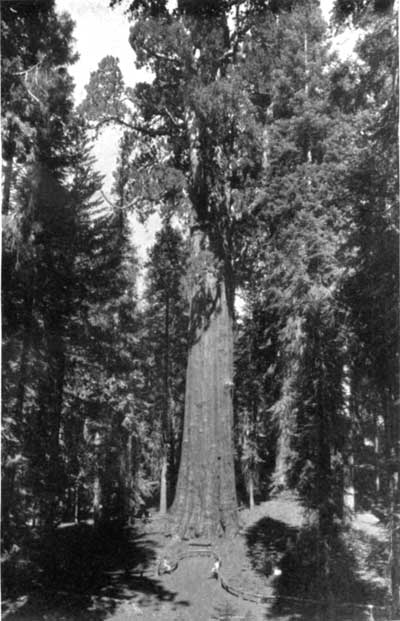 Sequoia National Park