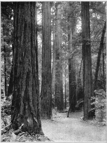 Muir Woods