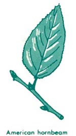 American horbnbeam leaf