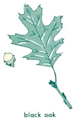 Black oak leaf