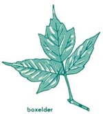 Boxelder leaf