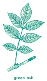 Green ash leaf
