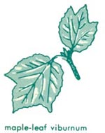 Maple-leaf viburnum leaf