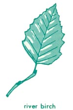 River birch leaf