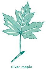 Silver maple leaf