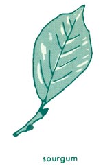 Sourgum leaf