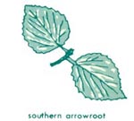 Southern arrowroot leaf