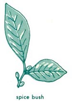 Spice bush leaf