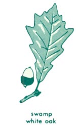 Swamp white oak leaf