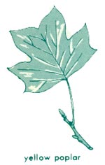 Yellow popular leaf
