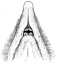 Snout of Yosemite mole