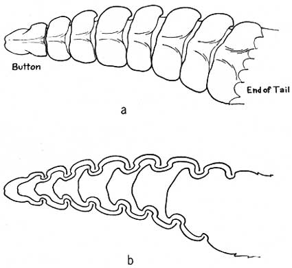 rattle