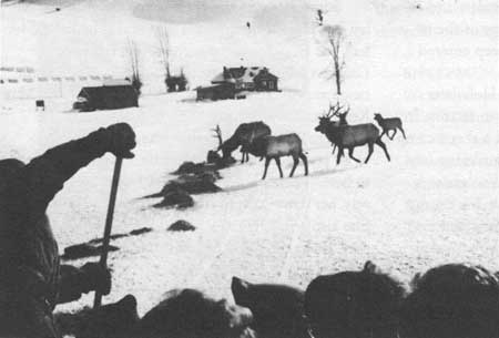 ranchers feeding elk