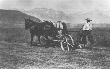 cutting hay