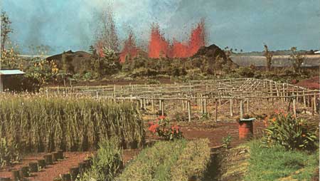 orchids and erupting cinder cone