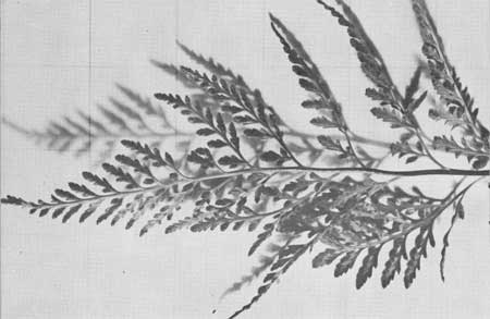 ferns