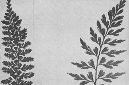 ferns