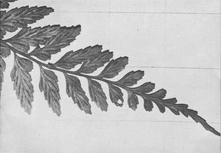 ferns