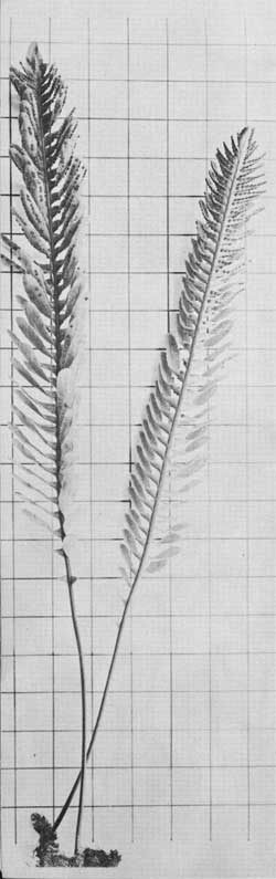 ferns