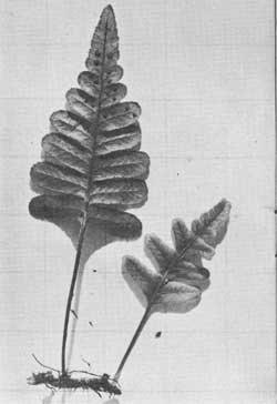 ferns
