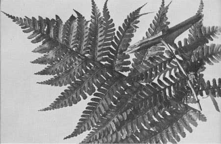 ferns