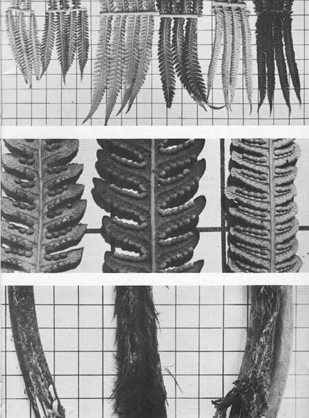 frond segments