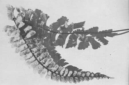 ferns