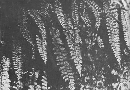 ferns