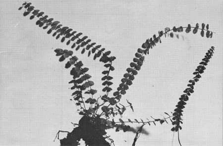ferns