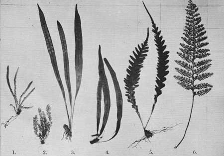 ferns